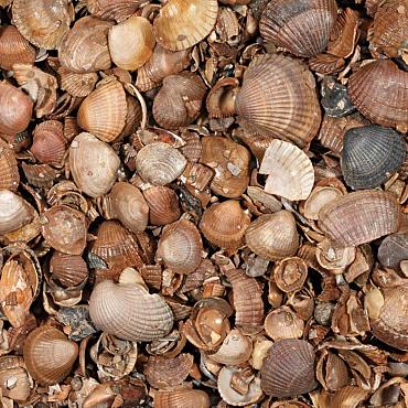 Schelpen 8-16 mm 17L Bruin Genuanceerd