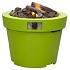 COSIDRUM 56 LIME
