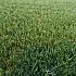 Smartgrass Esmeralda 4m breed