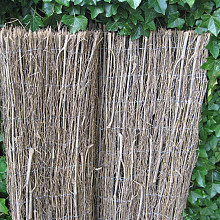 Bamboepluimmat Panicule