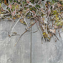 Timber Grigio