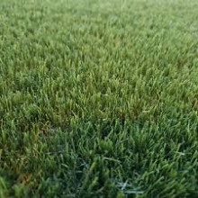Smartgrass Sabrosa 4m breed